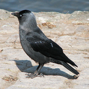 Eurasian Jackdaw